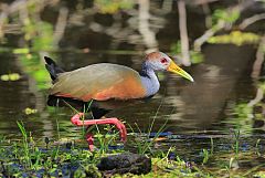 Russet-naped Wood-Rail